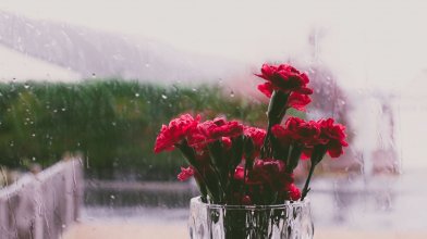 Red Flowers  & Raindrops