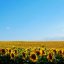 Field of Sunflowers screensaver logo