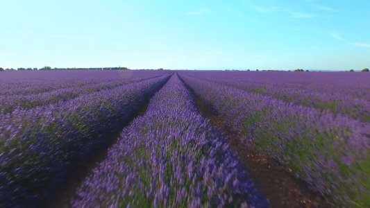Lavender Flowers screensaver 1