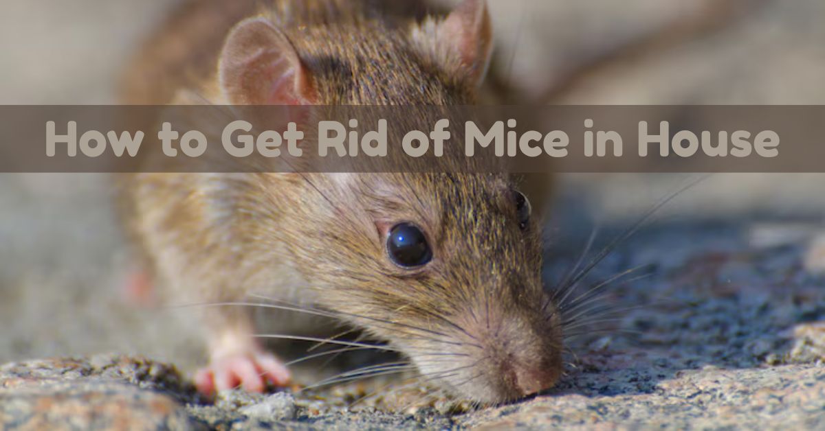 How to Get Rid of Mice in House​