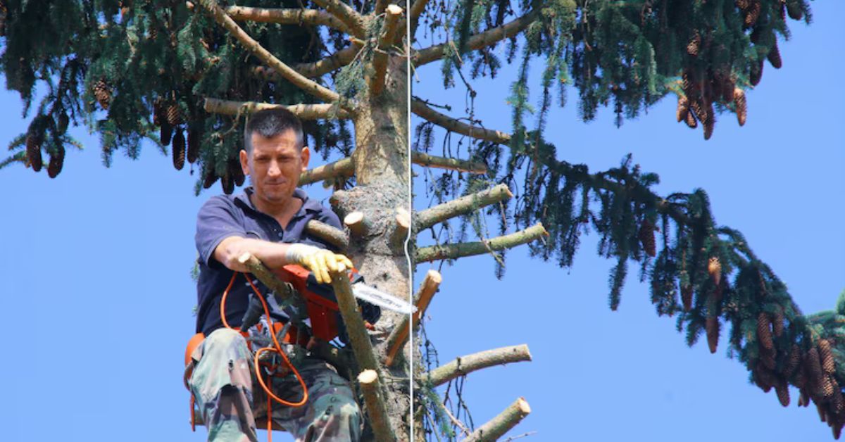 Tree Services